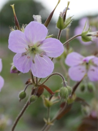 Bodziszek espresso maculatum
