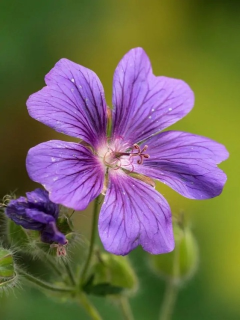 Bodziszek himalayense