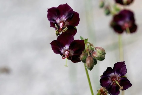 Bodziszek phaeum