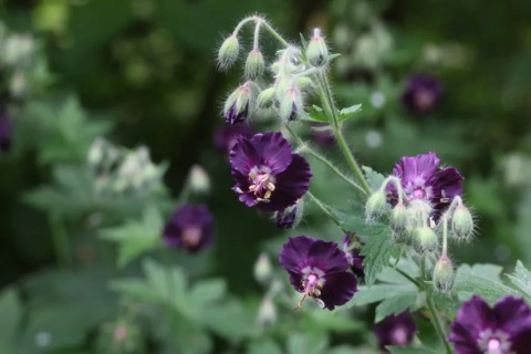 Bodziszek phaeum
