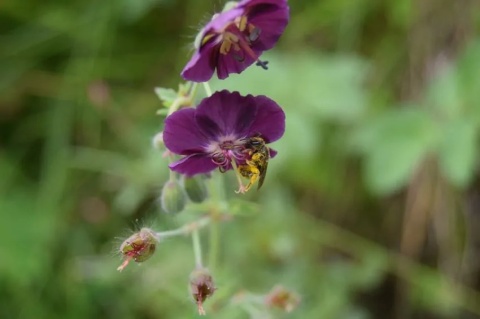 Bodziszek phaeum
