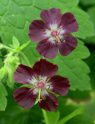 Bodziszek phaeum
