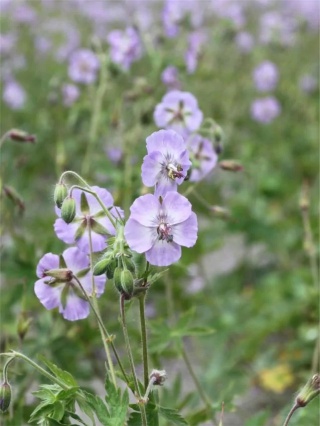 Bodziszek phaeum walkure