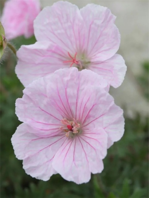 Bodziszek sanguineum var. striatum
