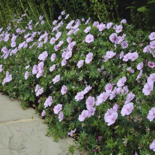 Bodziszek sanguineum var. striatum