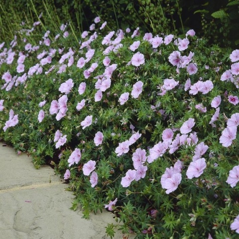 Bodziszek sanguineum var. striatum