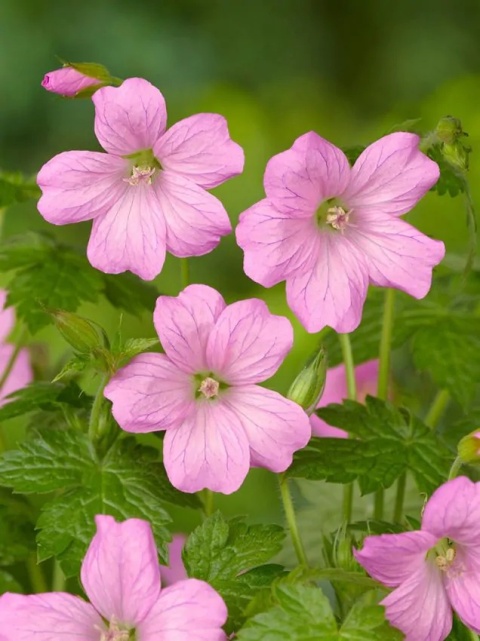 Bodziszek wargrave pink endressii