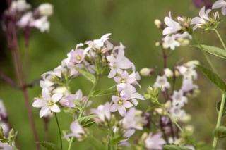 Dzwonek kloddon anna lactiflora
