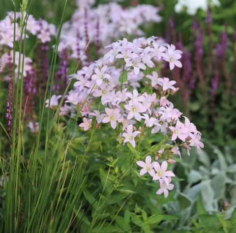 Dzwonek kloddon anna lactiflora