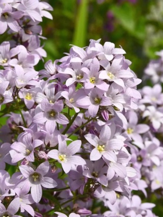 Dzwonek kloddon anna lactiflora