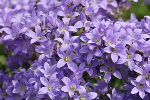 Dzwonek prichards variety lactiflora