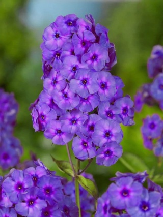 Flox amethyst