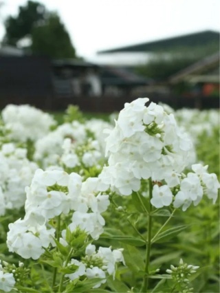 Flox david paniculata