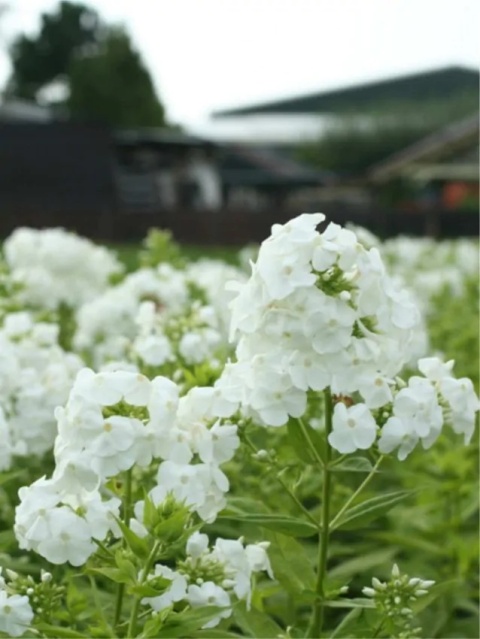 Flox david paniculata