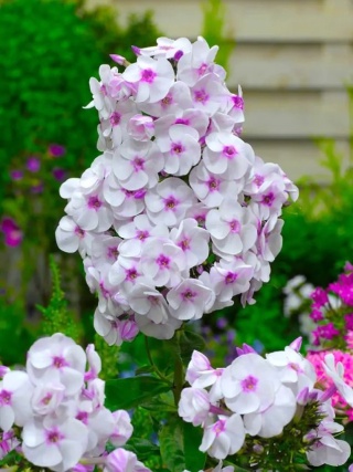 Flox europe paniculata