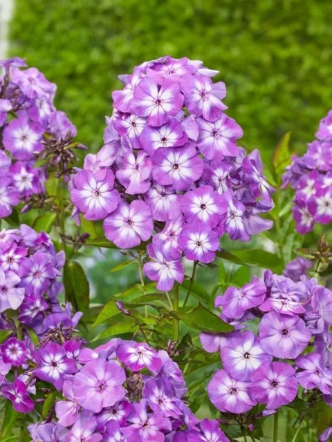Flox laura paniculata