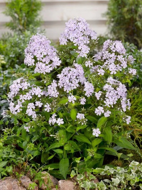 Flox lilac time