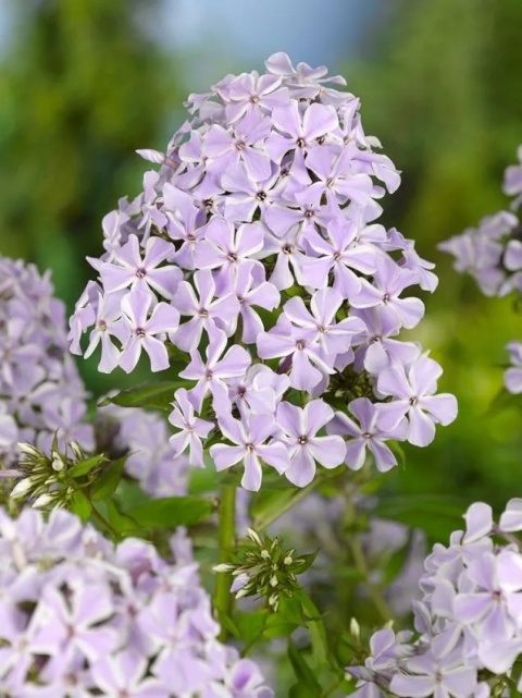 Flox lilac time