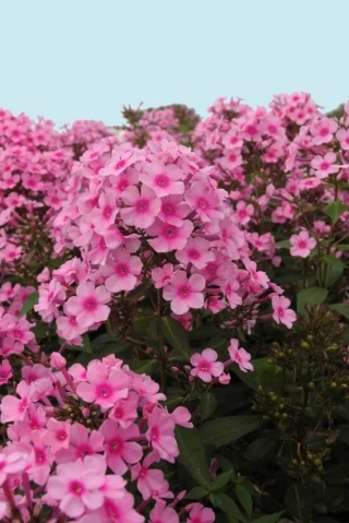 Flox miss pepper paniculata