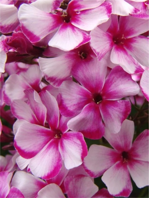 Flox neon flare paniculata