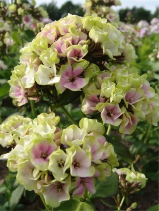 Flox neon sherbet blend paniculata