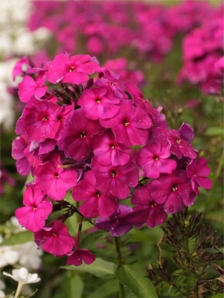 Flox neon sherbet blend paniculata