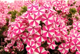 Flox peppermint twist pan.