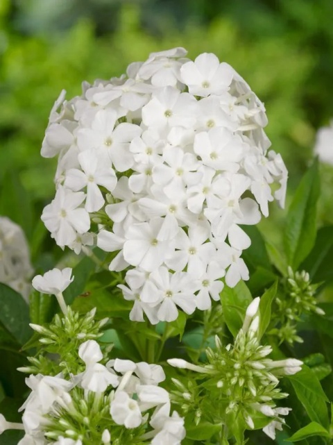 Flox rembrandt paniculata