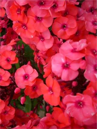 Flox tequila sunrise paniculata
