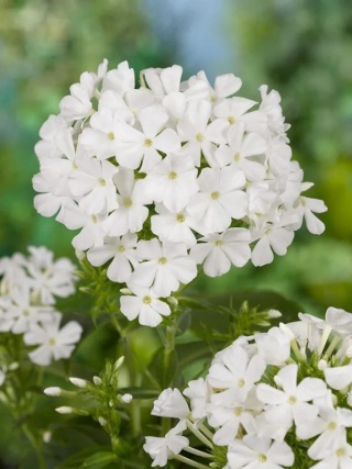 Flox white admiral