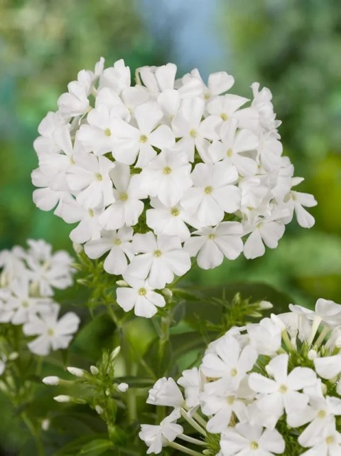 Flox white admiral