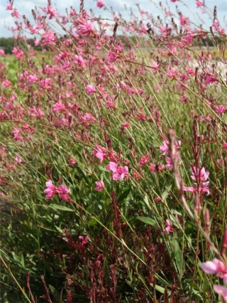 Gaura siskiyou pink lindheimeri