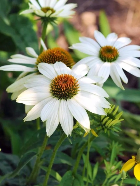 Jeżówka purpurea white swan