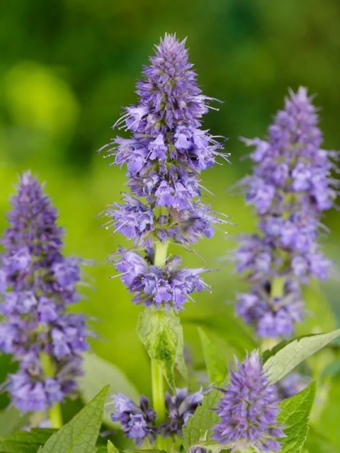 Kłosowiec blue fortune