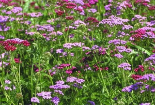 Krwawnik lilac beauty