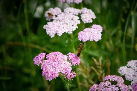 Krwawnik lilac beauty