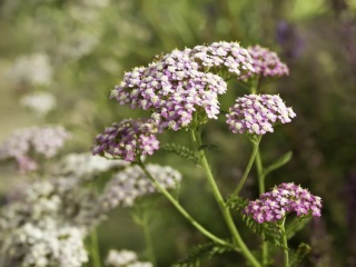 Krwawnik lilac beauty