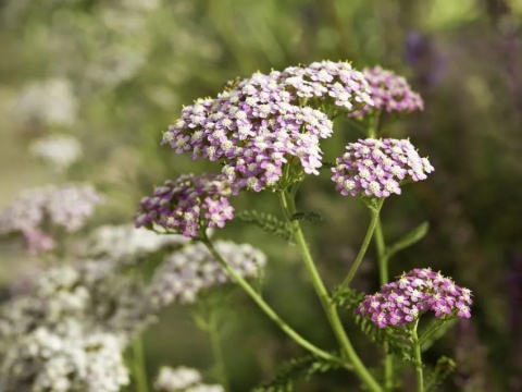 Krwawnik lilac beauty