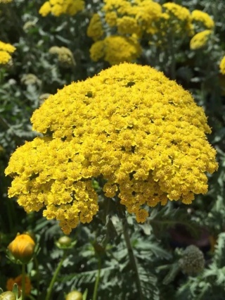 Krwawnik millefolium moonshine