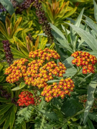 Krwawnik millefolium tricolor