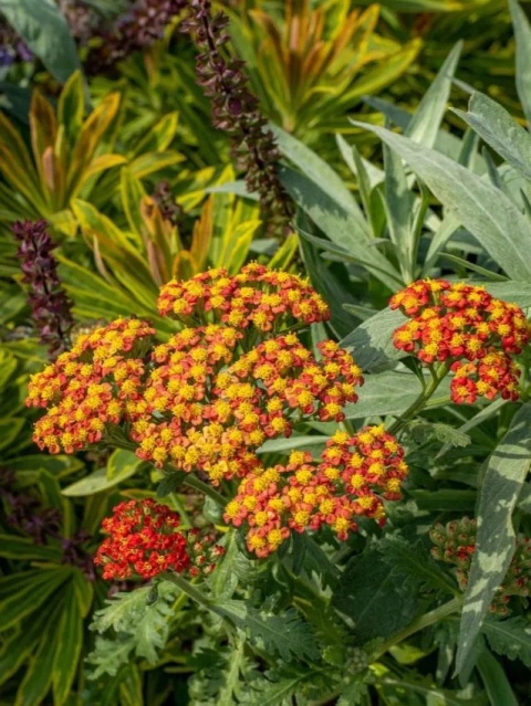 Krwawnik millefolium tricolor
