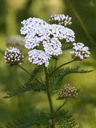 Krwawnik white beauty millefolium