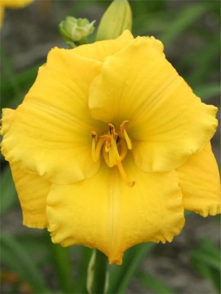 Liliowiec atlanta elegant charm