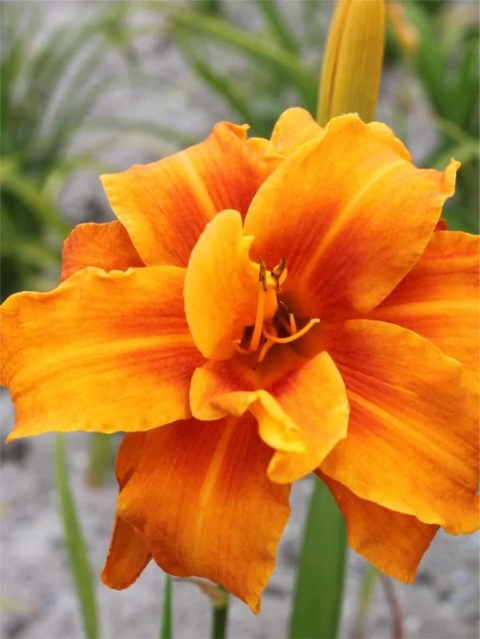 Liliowiec bandolero