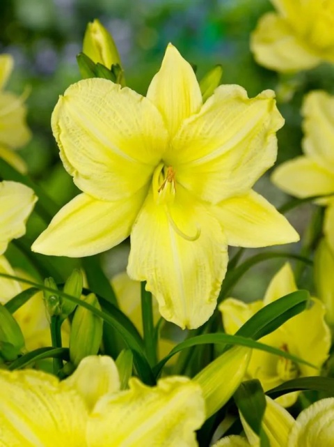 Liliowiec big time happy
