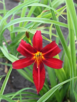 Liliowiec black prince