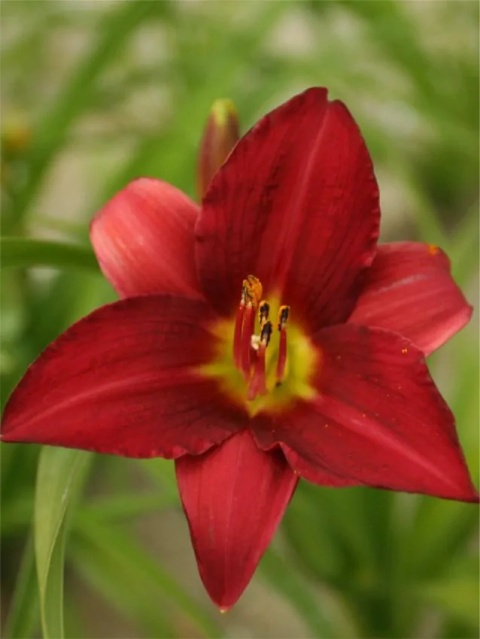 Liliowiec dark avenger