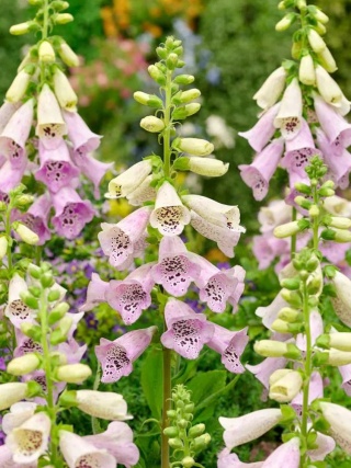 Naparstnica lavender virtuos purpurea
