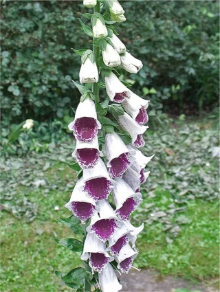 Naparstnica pam's choice purpurea