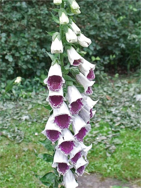 Naparstnica pam's choice purpurea